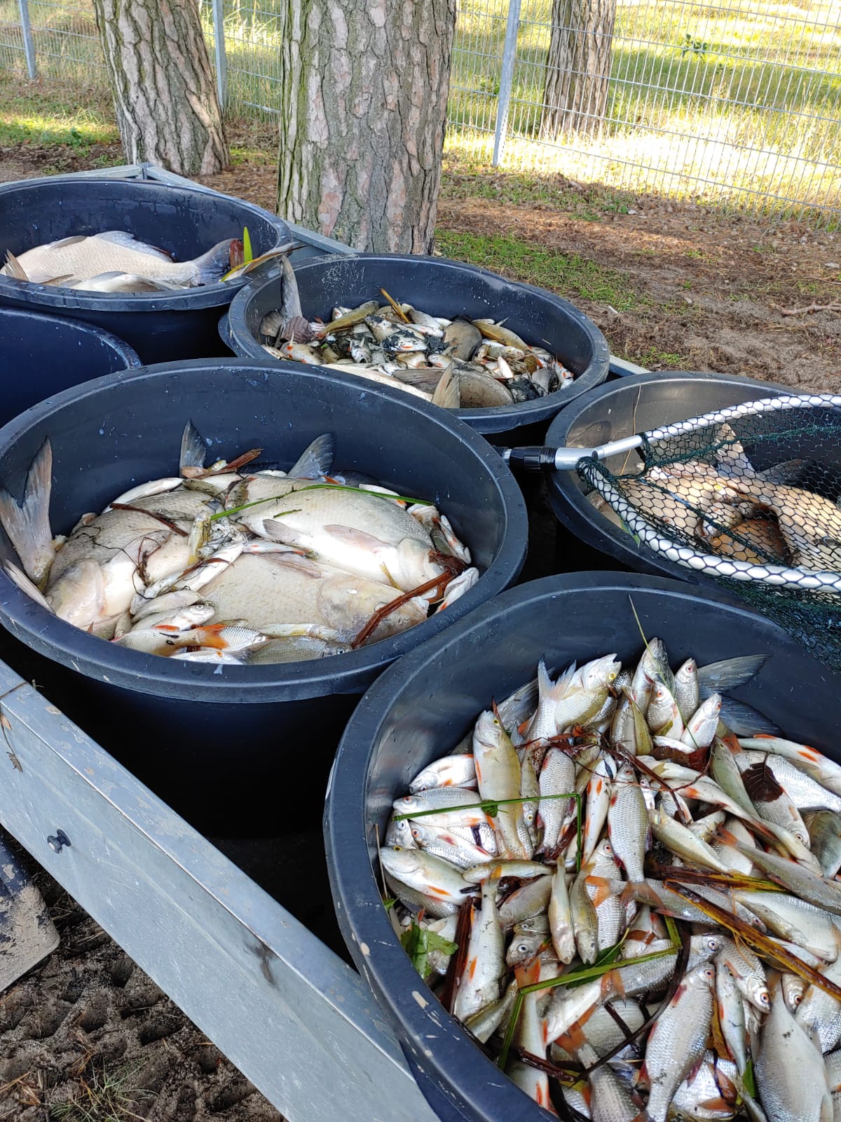 Sauerstoffmangel 2023